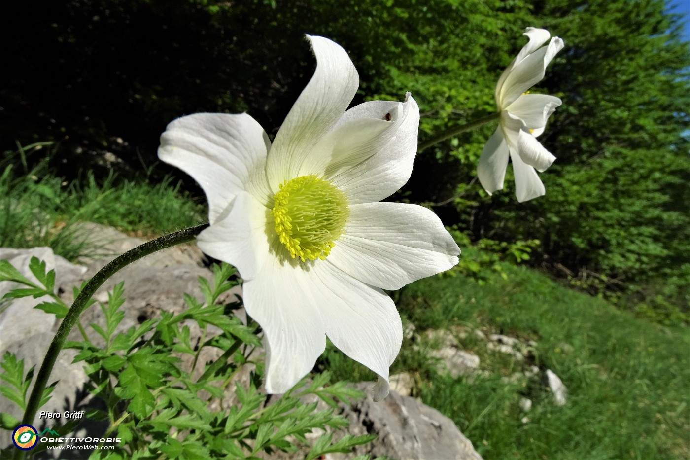 92 Pulsatilla alpina (Pulsatilla alpina).JPG